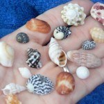 Handful Of Baby Shells