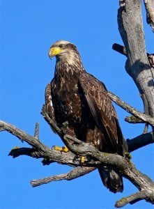 Montana Golden Eagle Male