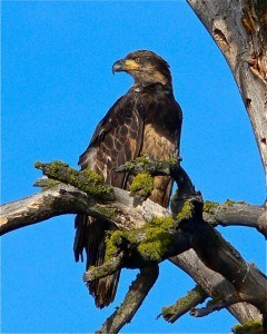 Montana Golden Eagle Female
