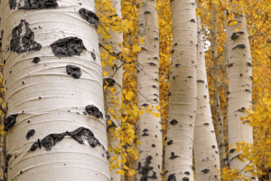 Life As An Aspen Tree Inspire Me Today