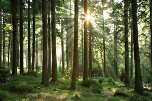 Forest And Sunlight1