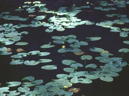 Liliy Pond