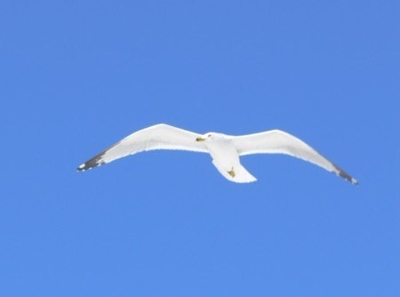 Seagull In Midair