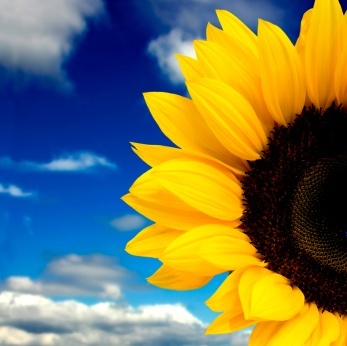 Copy Of Sunflower