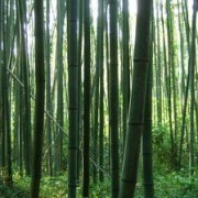 Bamboo-By-Henry-Burrows-450X224