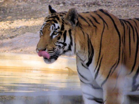 Tiger By Keithroper (Flickr)
