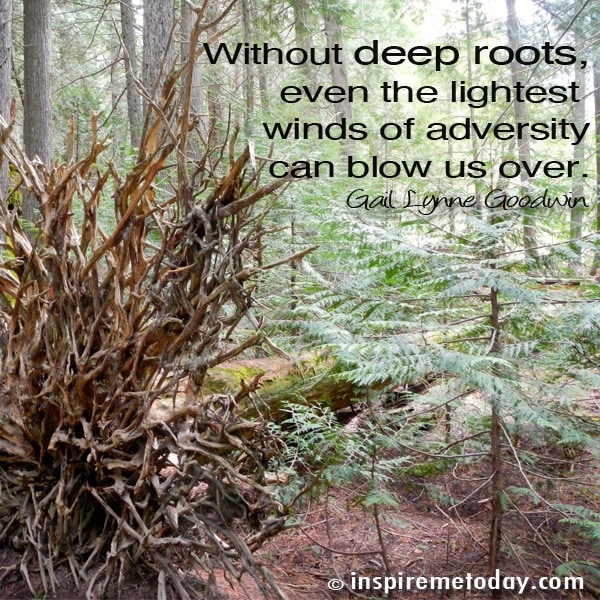 Quote Without Deep Roots