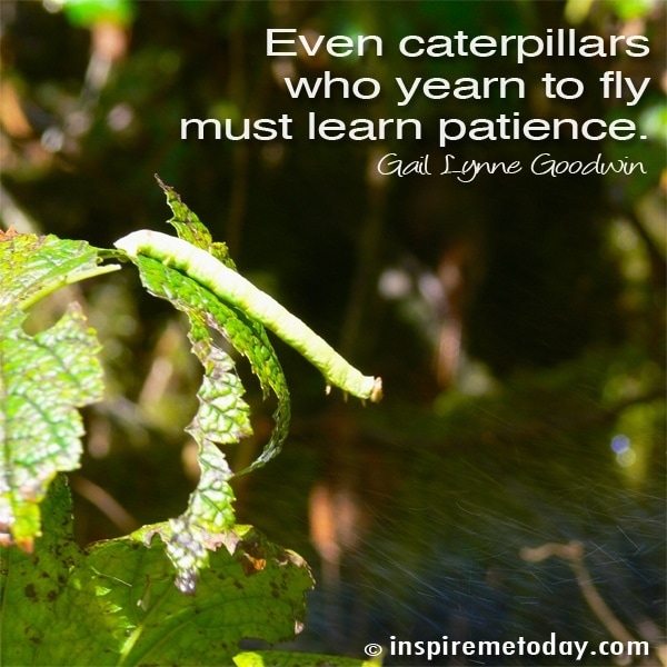 Even caterpillars who yearn to fly must learn patience.