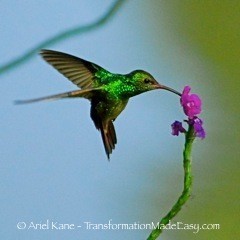 Ariel Kane - Hummingbird