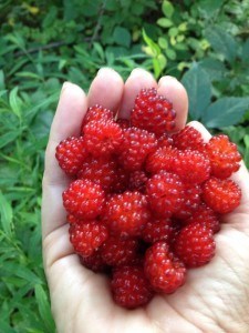 Arielkane_Wildraspberries